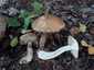 Barna érdestinóru (Leccinum scabrum), Budai-hegység